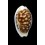 cribraria australiensis 22,4mm