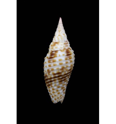 annulata