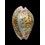 marginalis 30,6mm