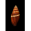 aurantia nanus  28,3mm