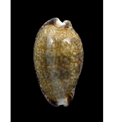 nigropunctata 34,2mm BIG