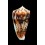 moluccensis 45,1mm