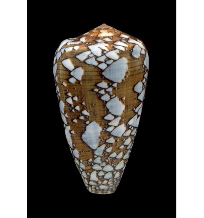 pennaceus behelokensis 55,2mm