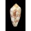 canonicus 49,1mm