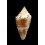 jaspideus verrucosus 27,7mm
