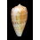 anemone peronianus 80,1mm