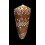 nobilis skinneri 54,4mm STUNNING