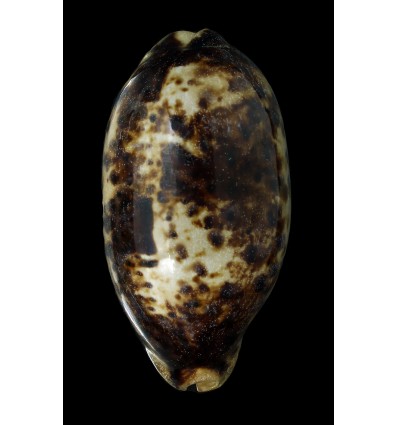 testudinaria 128,2mm