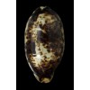 testudinaria 128,2mm