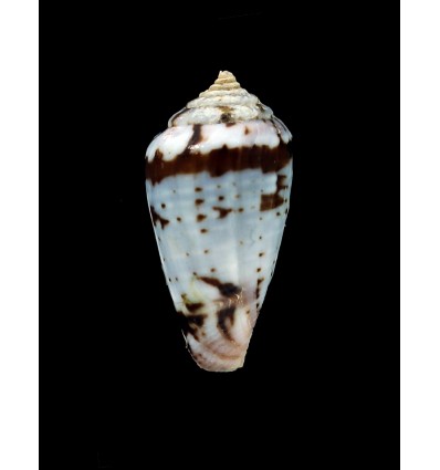 algoensis scitulus 24,6mm