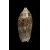 spicata 49,3mm