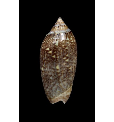 spicata 49,3mm