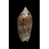 spicata 49,3mm