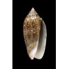 spicata 49,3mm