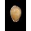 angustata 27,0mm
