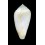 mozambicus 48,8mm ALBINO