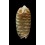 rufula 34,3mm