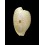 capensis profundorum 25,2mm RARE