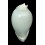 hesitata howelli 96,8mm BIG