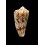 moluccensis stainforthi 40,3mm