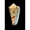 moluccensis stainforthi 40,3mm