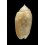 annulata nebulosa 43,6mm