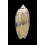 miniacea berti 58,3mm