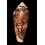 mozambicus 54,3mm