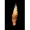 coccineum 74,0mm