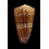 nobilis victor 61,6mm SUPERB