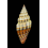 semifasciata 17,0mm