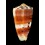 barthelemyi 68,0mm SUPERB