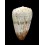 arenatus aequipunctatus 71,0mm