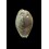 pelliserpentis 20,0mm