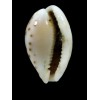 pelliserpentis 20,0mm