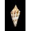 arcuatus 39,3mm