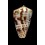 erythraaensis 25,1mm