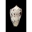 erythraaensis 28,0mm