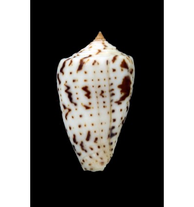 erythraaensis 28,0mm