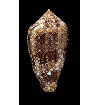 canonicus textilinus 67,6mm