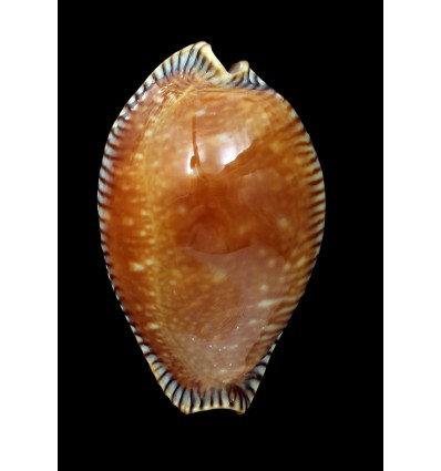 guttata surinensis 56,5mm BIG