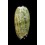 tricolor philanta 45,3mm