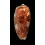 bullatus 67,1mm