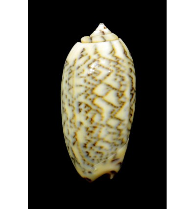 reticulata zigzag