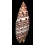 papalis 105,0mm