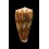 moluccensis 51,0mm BIG