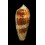 dusaveli 81,8mm SUPERB