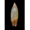 lutaria  66,2mm