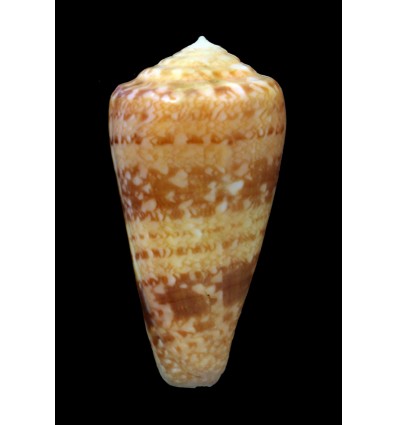 royaikeni 55,2mm SPLENDID