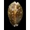 vitellus 50,4mm Rostrate